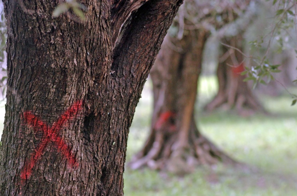 Una croce di colore rosso tracciata su alcuni ulivi infettati